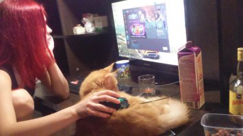 наш малыш-котопес (котенок мейн-кун, на фото ему 7 месяцев) всегда рядом с нами, жутко рад когда мы дома в выходные. Ничего не происходит без его активного участия))