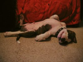 10 удивительных фактов о том, как спят животные