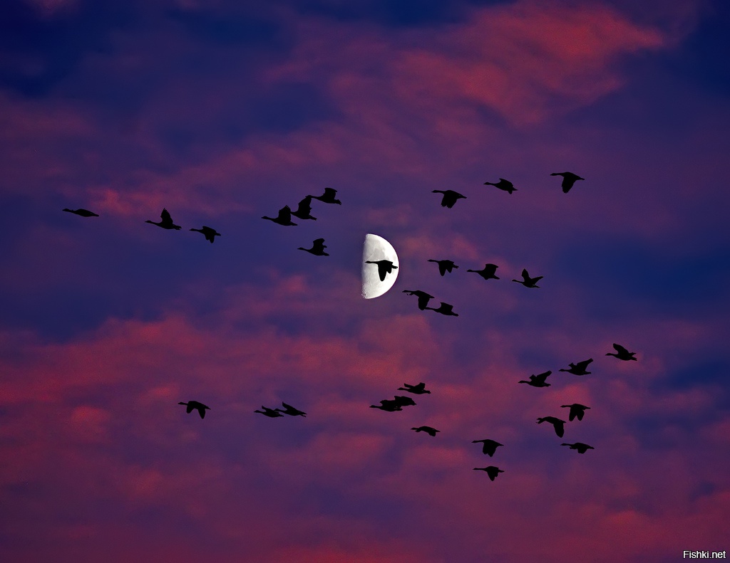 Летящие красивые птицы летящие. Птицы улетают. Птица в ночном небе. Стая птиц. Птицы в небе ночью.