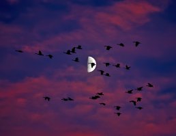 Мир вокруг нас полон неожиданностей