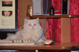 Да у тебя ещё по-божески!!! Это ещё КОТЁНОК - 9 месяцев!