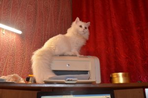 Да у тебя ещё по-божески!!! Это ещё КОТЁНОК - 9 месяцев!