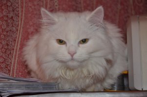 Да у тебя ещё по-божески!!! Это ещё КОТЁНОК - 9 месяцев!