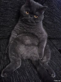 А это мой козел. Ему, кроме как пожрать и поспать на любимом диване, больше ничего не нужно