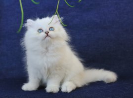 Какая ,,сибирская порода,,? Это порода называется  Британская серебристая затушевана я шиншила. У меня  кот и кошка этой породы. И два котенка )))