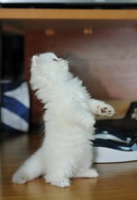 Какая ,,сибирская порода,,? Это порода называется  Британская серебристая затушевана я шиншила. У меня  кот и кошка этой породы. И два котенка )))