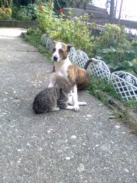 Дружба животных