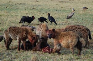 Это фото больше подходит