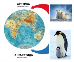 На север пингвины заколебутся идти...