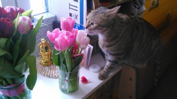 15 фотографий животных, которые любят вдыхать аромат цветов