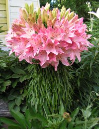 такие лилии, одуванчики и ромашки на фото - это последствия фасциации (деформации побегов из-за травмирования, вирусного заболевания или перекармливания удобрениями). среди лилий наиболее подвержена фасциации Марлен