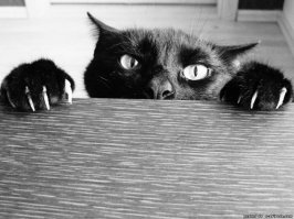 17 фотографий, точно описывающих, что это такое - завести питомца