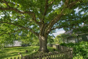 Михайловское. Пушкинский дуб.

-
У лукоморья дуб зеленый;
Златая цепь на дубе том:
И днем и ночью кот ученый
Всё ходит по цепи кругом;