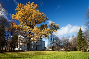 300-летний дуб в усадьбе Абрамцево под Москвой.