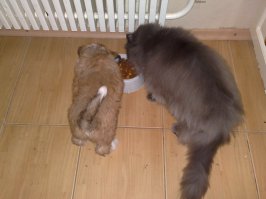 Дружба животных