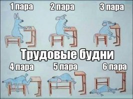 10 удивительных фактов о том, как спят животные