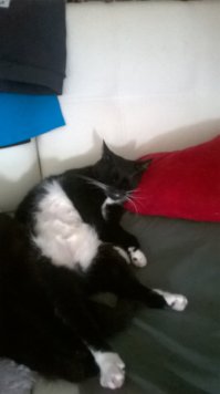 21 преимущество жизни с котом