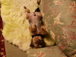 10 удивительных фактов о том, как спят животные