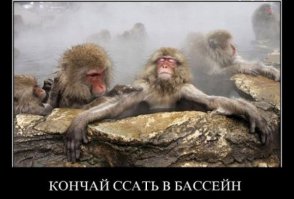 20 животных, которые остаются милыми даже не смотря на свой лишний вес