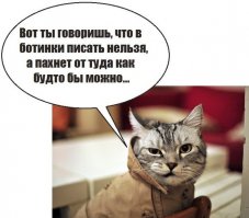 21 преимущество жизни с котом