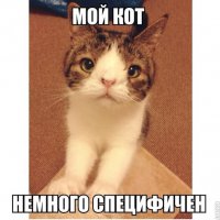 21 преимущество жизни с котом