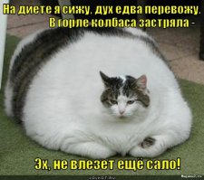 20 животных, которые остаются милыми даже не смотря на свой лишний вес