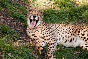 Животные которые смеются над нами...наверное