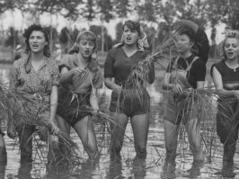 "На фотографии итальянские женщины работают на рисовых полях, 1940-е годы." Ну скажем, это не совсем так. Это фильм "Riso amaro" 1949г., режисера Джузеппе де Сантис с Сильваной Мангано в главной роли.