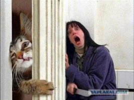 21 преимущество жизни с котом