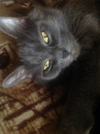 21 преимущество жизни с котом