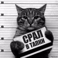 Коты среди нас