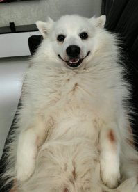 Наш пес тоже так делает)