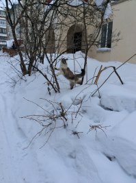 10 котов, знающих толк в маскировке