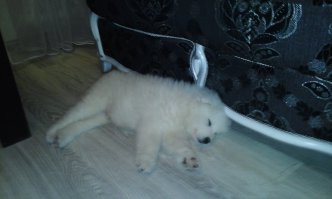 Мне на на 30 лет подарили неделю назад.
ТАКОЙ , ТОЛЬКО 2.5 МЕСЯЦА!