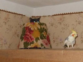 10 котов, знающих толк в маскировке