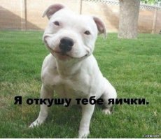 Так любая собака делает когда ссать хочет,а надо так ))))))