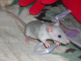 Домашние крысы - самые милые животные! Не верите? Смотрите сами