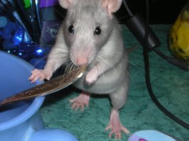 Домашние крысы - самые милые животные! Не верите? Смотрите сами