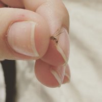 Я один во время просмотра этого фото посмотрел на свои ногти?