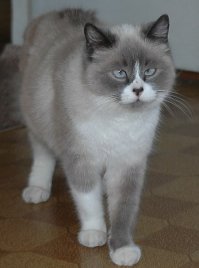 Братья наши, косоглазые