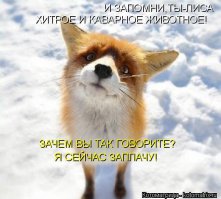 Чешский парень "удочерил" лису, чтобы спасти ее от страшной участи