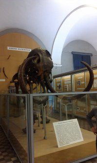 Был с детьми на выходных в музее, вот мамонт Адомса!!!