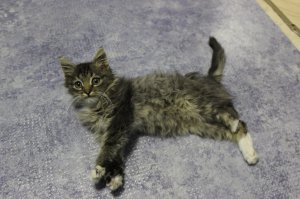 У самого такой живет, кто то в детстве лапку по колено отрубил, или дверью перебил и выкинул, жена сжалилась и забрала на временное зимнее содержание, так и прижился. Уже год прошел. Теперь думаем протез ему поставить.