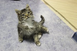 У самого такой живет, кто то в детстве лапку по колено отрубил, или дверью перебил и выкинул, жена сжалилась и забрала на временное зимнее содержание, так и прижился. Уже год прошел. Теперь думаем протез ему поставить.