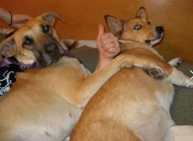 Как взбодрить хозяина, когда уже давно пора вставать