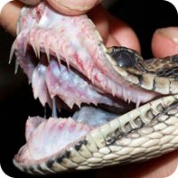 В Таиланде питон укусил за нос туристку, пытавшуюся его поцеловать