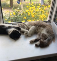 100 очаровательных животных, способных уснуть в любое время, в любом месте