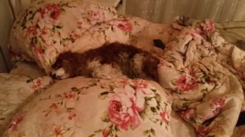 Парню везет. Заводили собаку, чтобы он нас будил. Теперь сами этого соню поднимаем