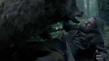 12 медведей, покоривших мир кино (13 фото)