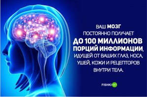 Этот бред особенно порадовал. А чему равна "порция информации", и что значит "постоянно"?